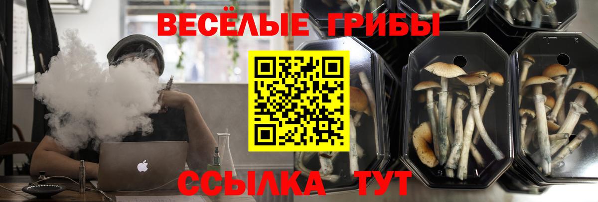 Тула  наркотики  Псилоцибиновые грибы прущие грибы  Вход с VPN  Псилоцибиновые грибы GOLDEN TEACHER 